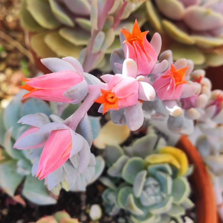 Plant image Echeveria Exotic