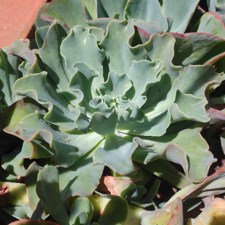 Plant image Echeveria Blue Lagoon