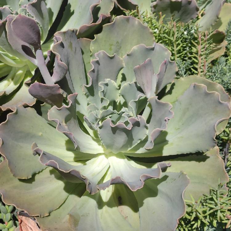 Plant image Echeveria Pastel