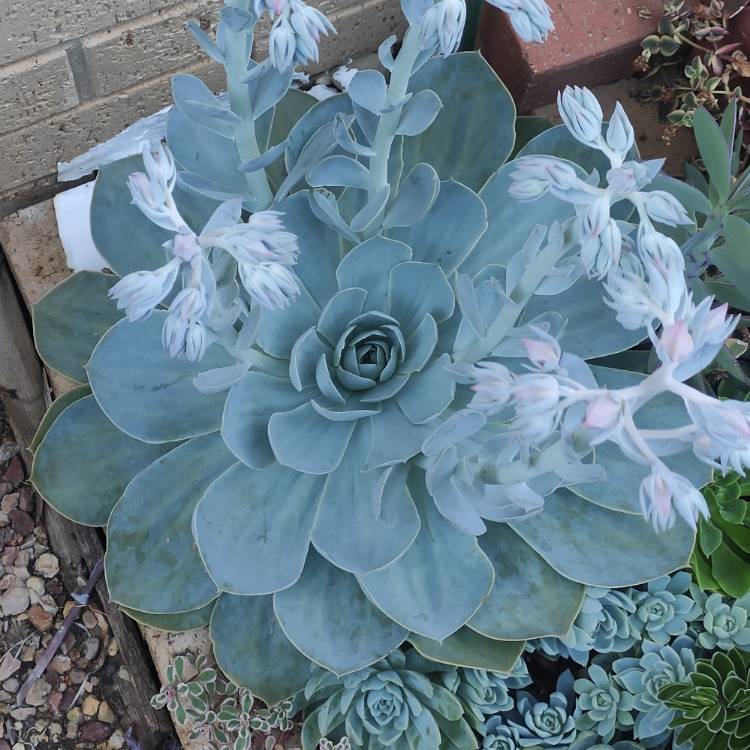 Plant image Echeveria Domingo