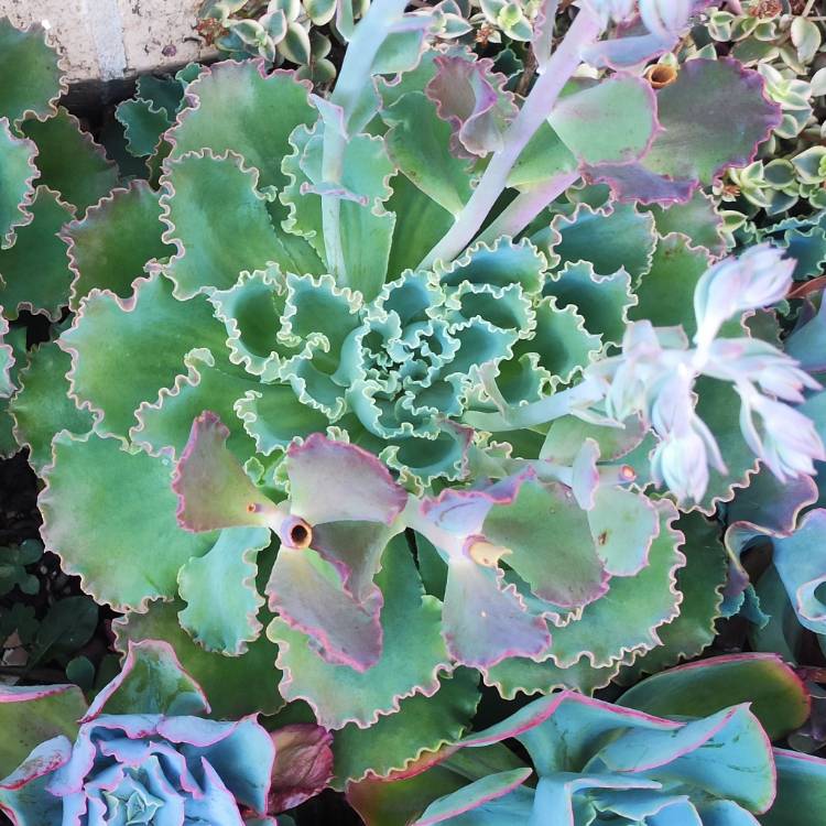 Plant image Echeveria Paradisian Surprise