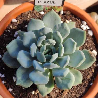 x Pachyveria