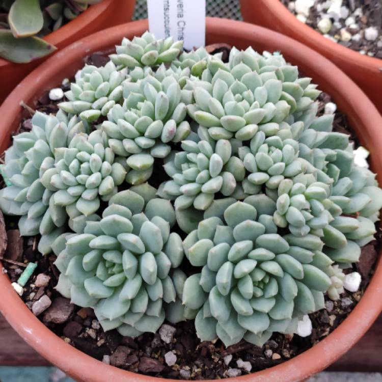 Plant image Echeveria Chrissy And Ryan