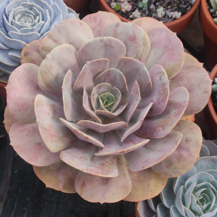 Plant image Echeveria Lolita