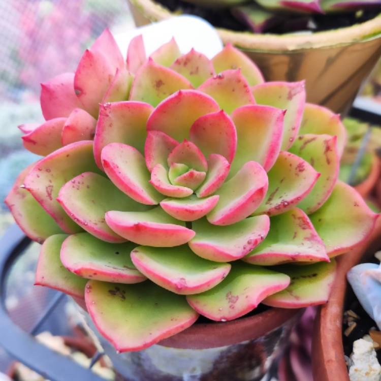 Plant image Echeveria Noble