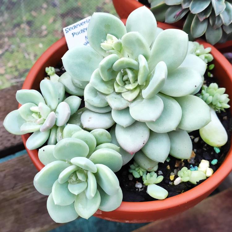 Plant image xSedeveria Pudgy