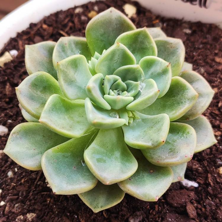 Plant image Echeveria 'Tinkerbell'