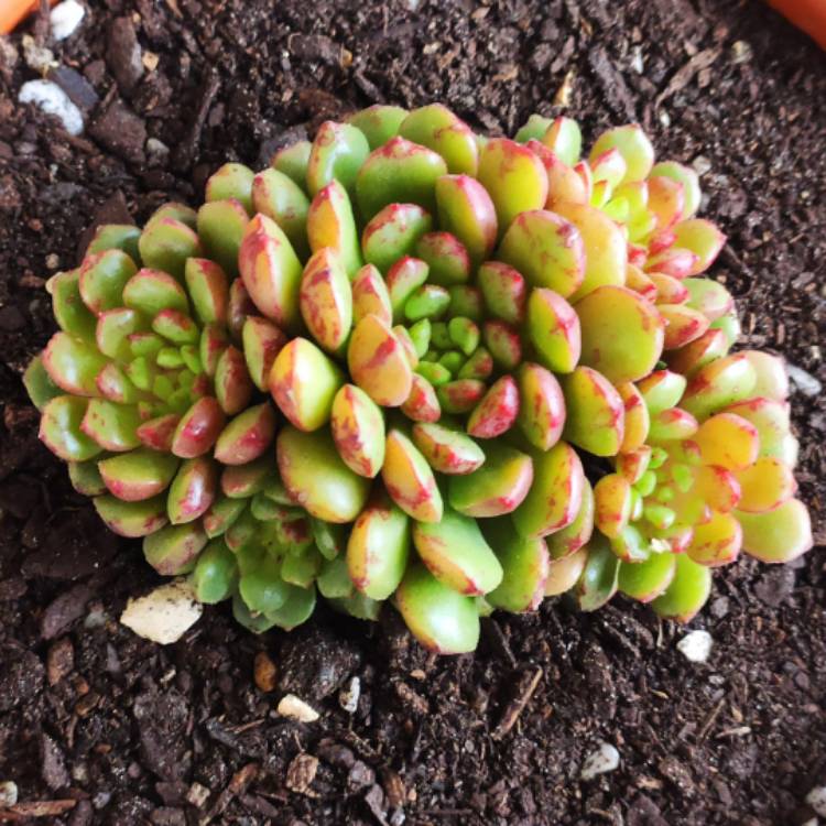 Plant image Echeveria Nocturne