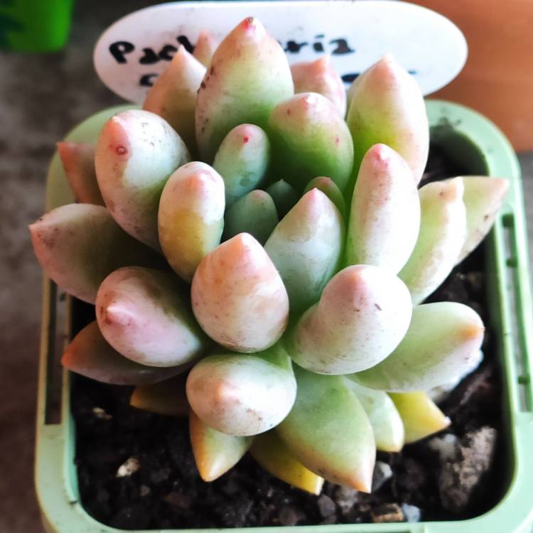 Plant image Pachyveria Snow Finger