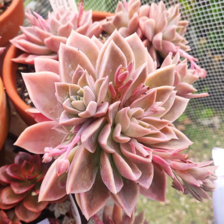 Plant image xGraptoveria Manda