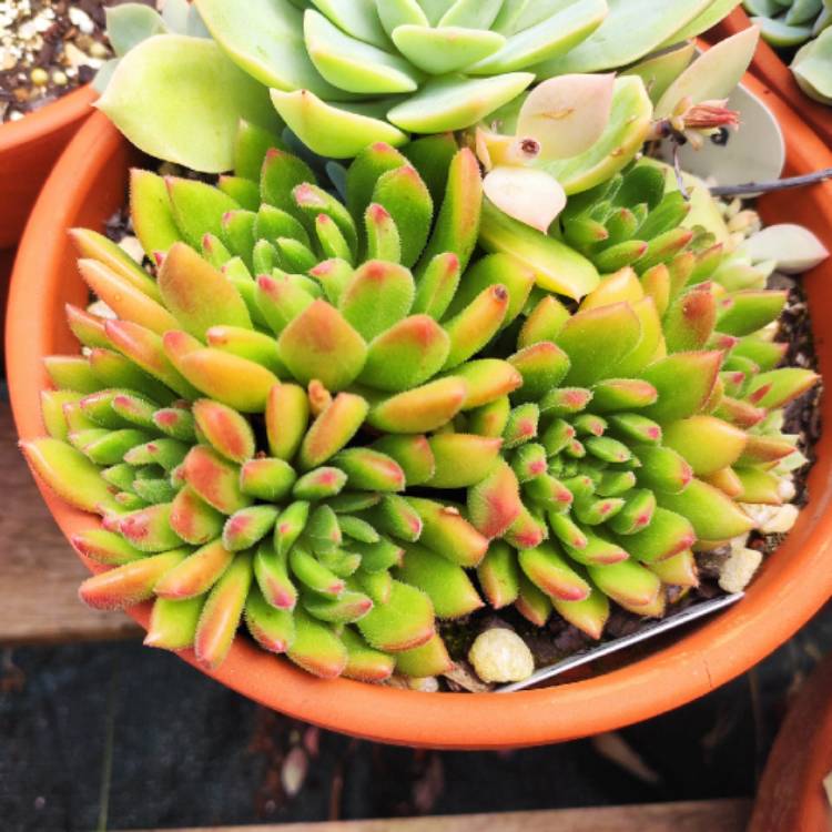 Plant image Echeveria Fantasia Carol