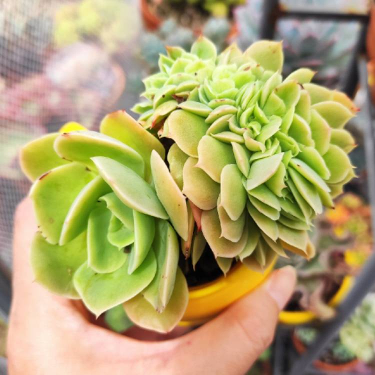 Plant image Echeveria Lemon And Lime