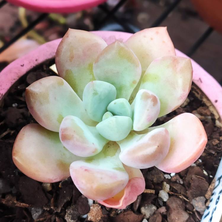 Plant image Graptosedum Miul