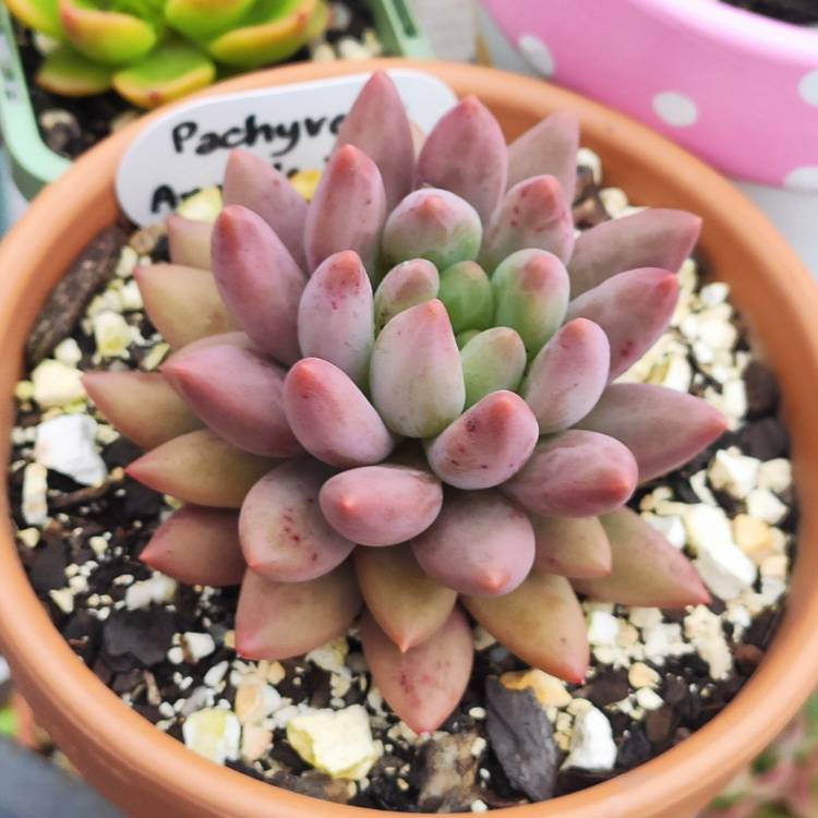 Plant image Pachyveria Angel's Finger