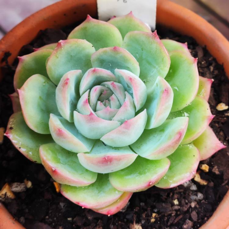 Plant image Echeveria Silhouette