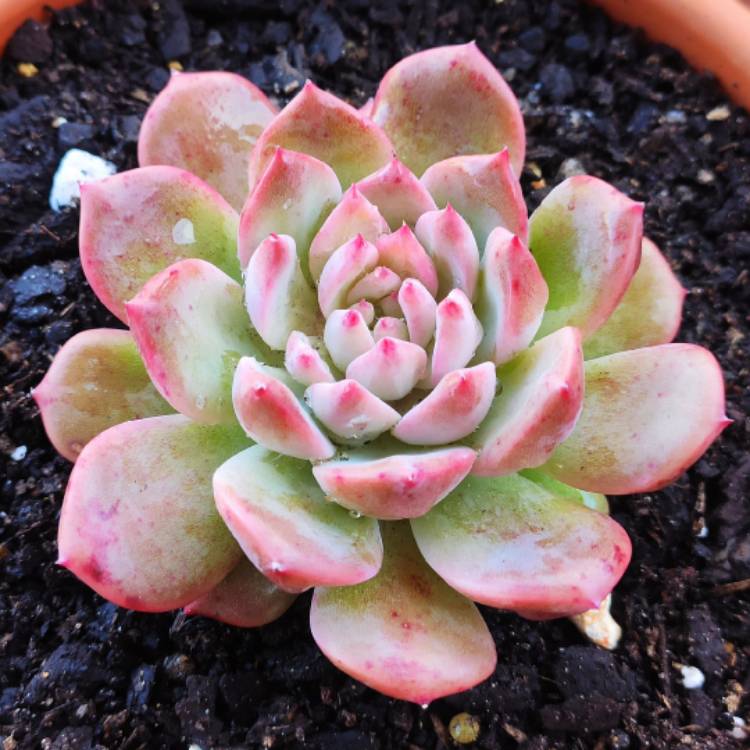 Plant image Echeveria ‘Frosty Bloom'