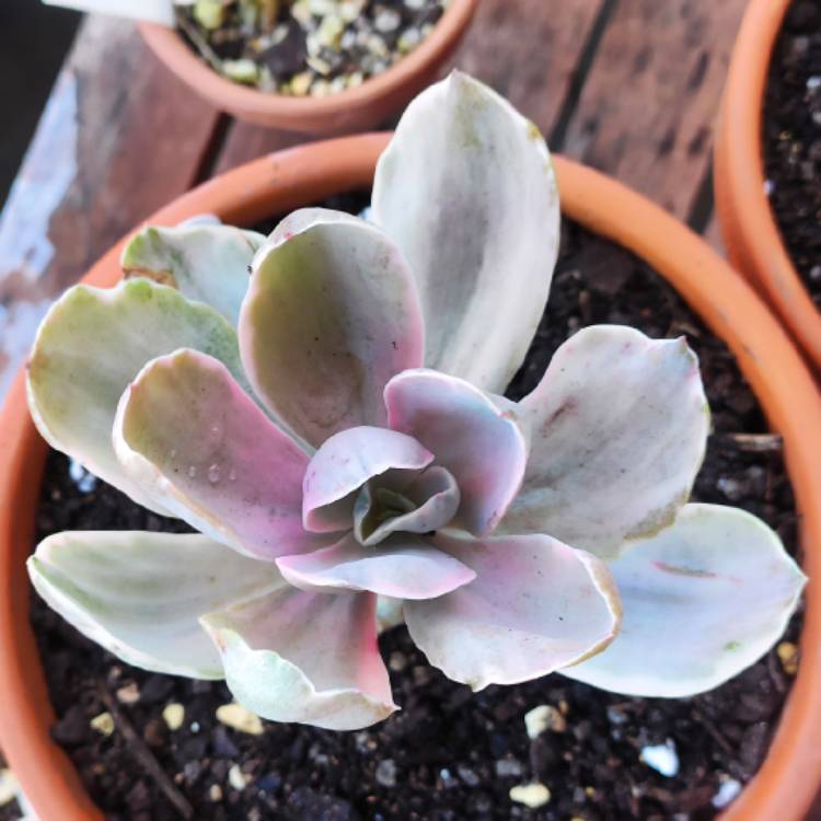 Plant image Echeveria Decora