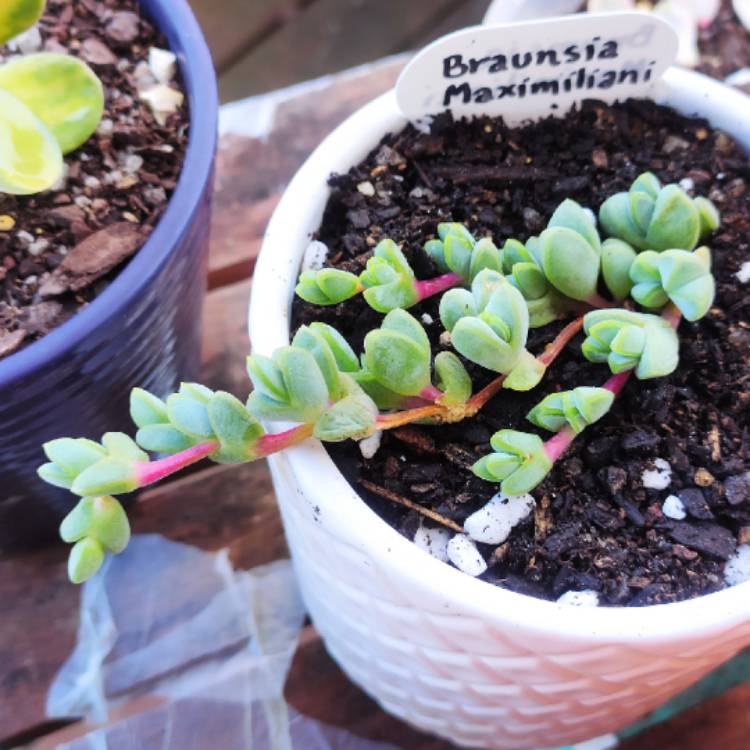 Plant image Braunsia maximiliani