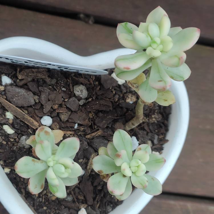 Plant image Sedum ‘Jelly Bean Mickey' Variegata 