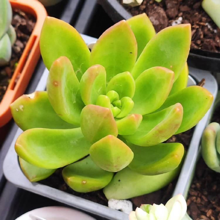 Plant image Sedum Jester