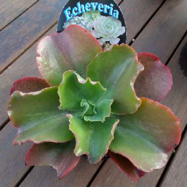 Echeveria