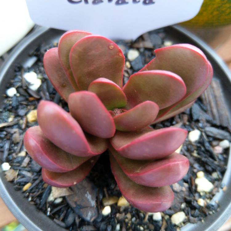 Plant image Crassula clavata