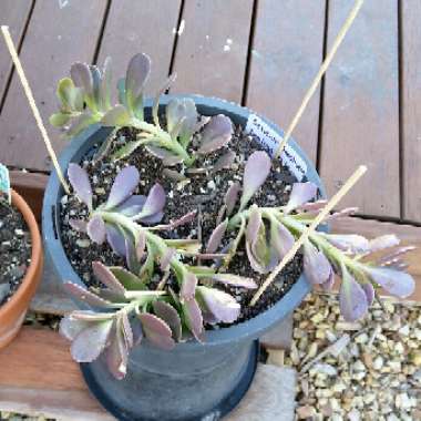 Senecio jacobsenii