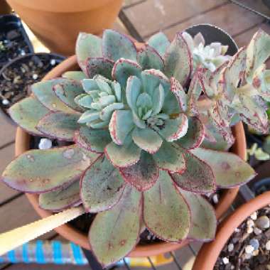 Echeveria Bella Rouge