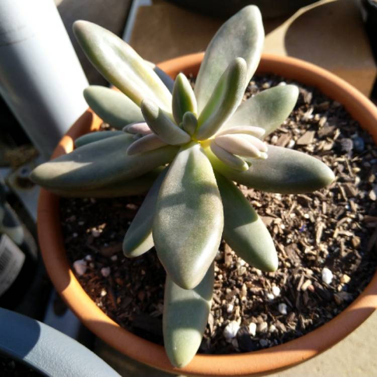 Plant image Pachyphytum 'Captain Jessop'