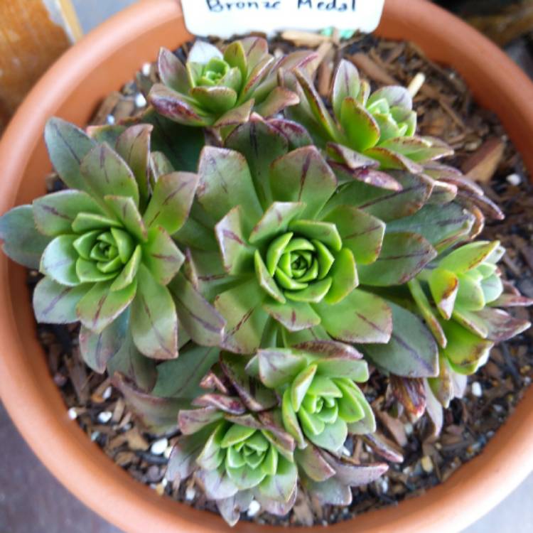 Plant image Aeonium Bronze Medal