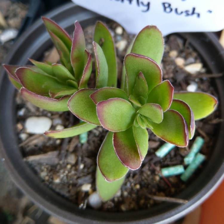 Plant image Crassula rubricaulis