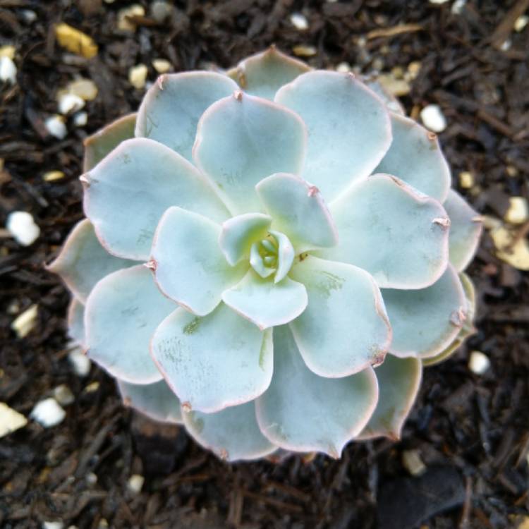 Plant image Echeveria Bifida