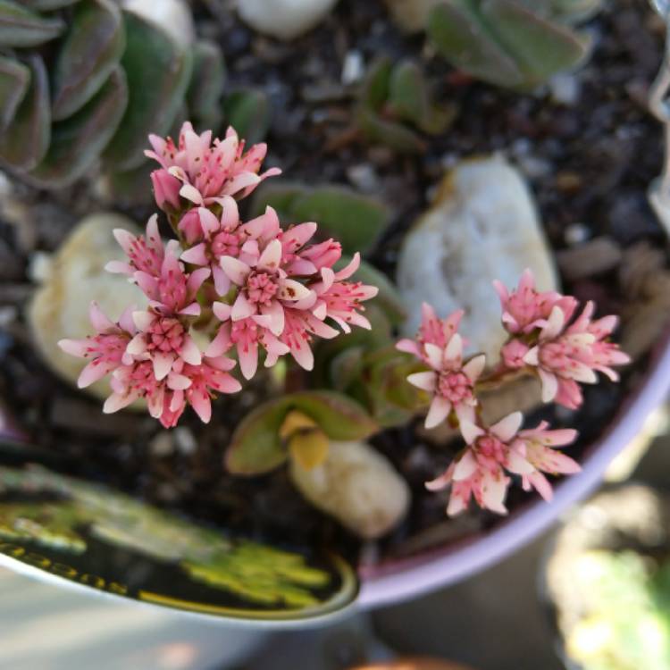 Plant image Crassula Jade Tower