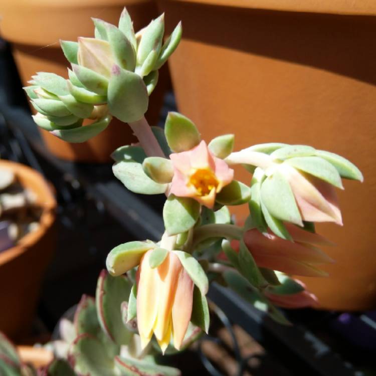 Plant image Echeveria Bella Rouge