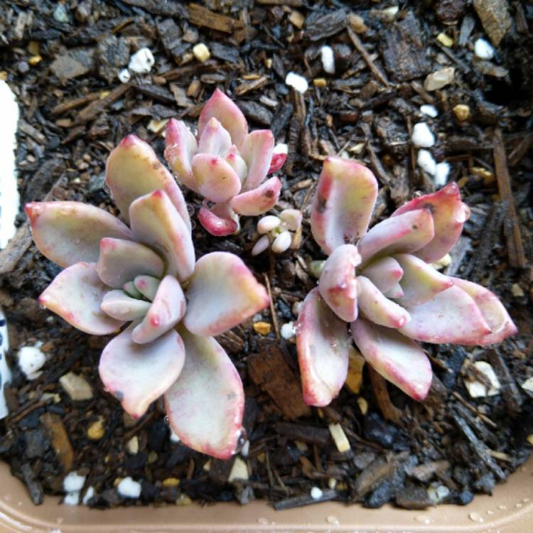 Plant image Graptopetalum Claret