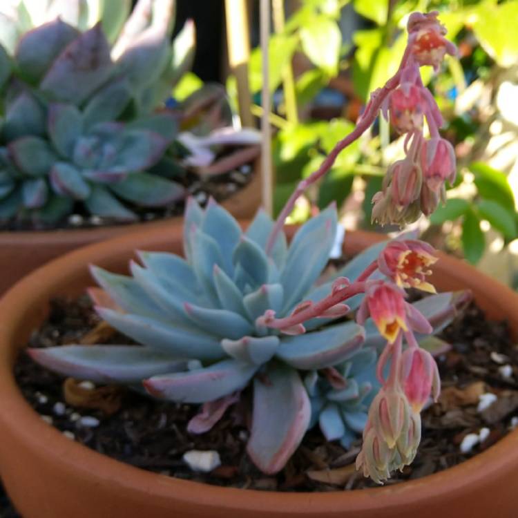 Plant image Echeveria Cleone