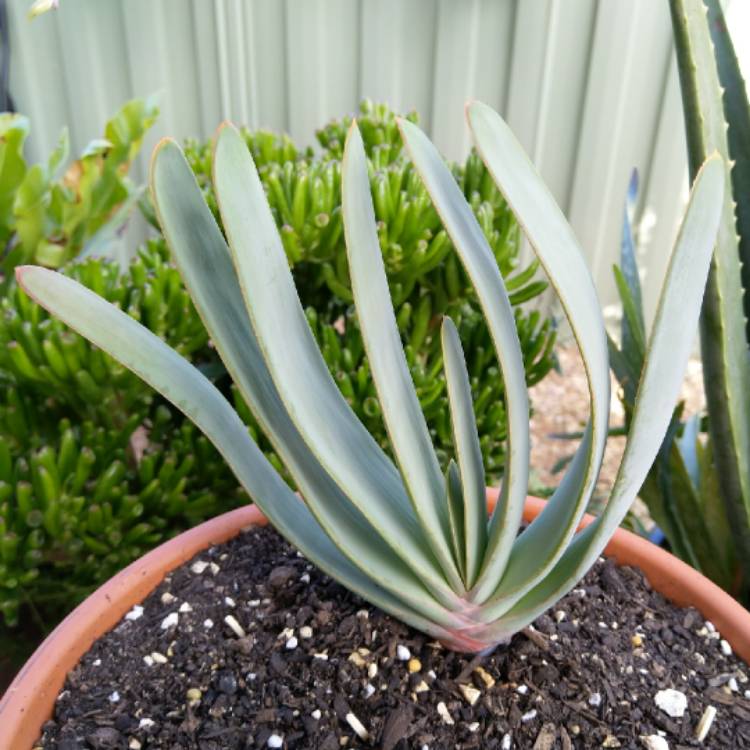 Plant image Aloe Plicatilis