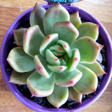 Echeveria