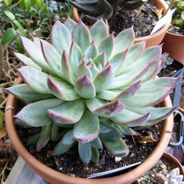 Plant image Echeveria Colorata fa. Brandtii