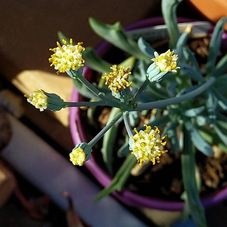 Plant image Kleinia 'Trident Blue syn. Senecio 'Trident Blue'