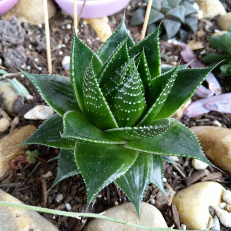 Plant image Aloe 'Cosmo' (Green Pearl)