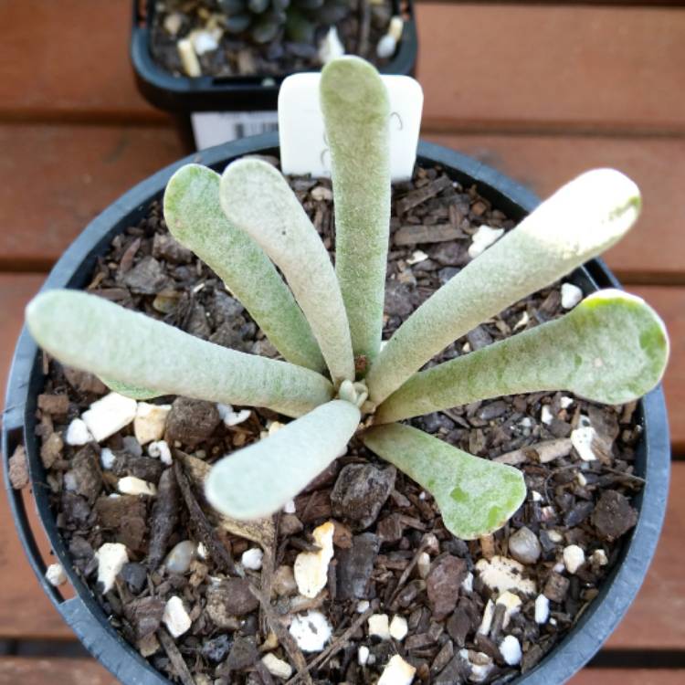 Plant image Senecio Scaposus