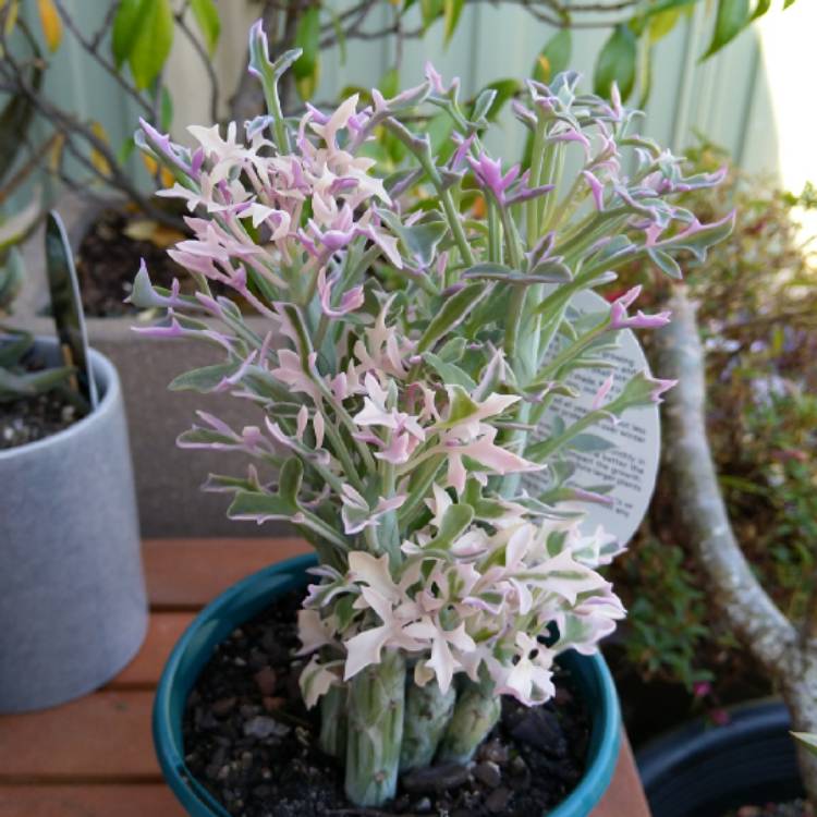 Plant image Senecio Articulatus Variegatus