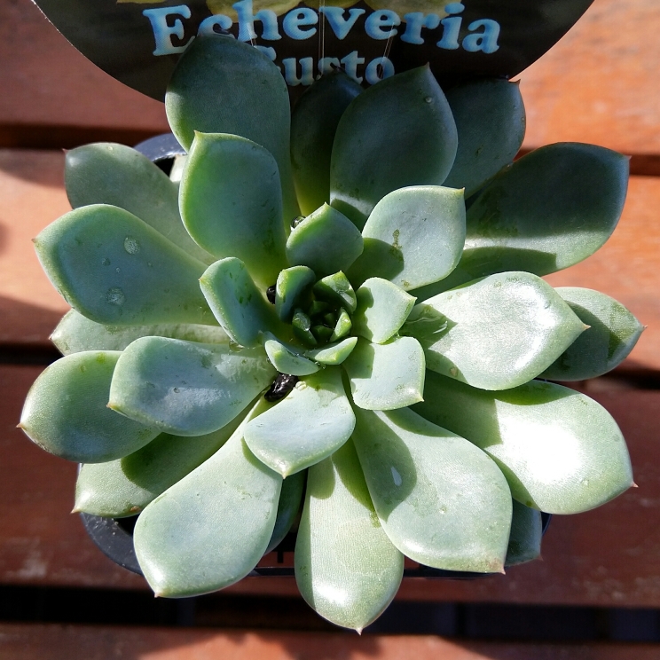 Plant image Echeveria Gusto