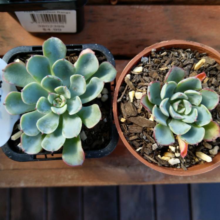 Plant image Echeveria Lara