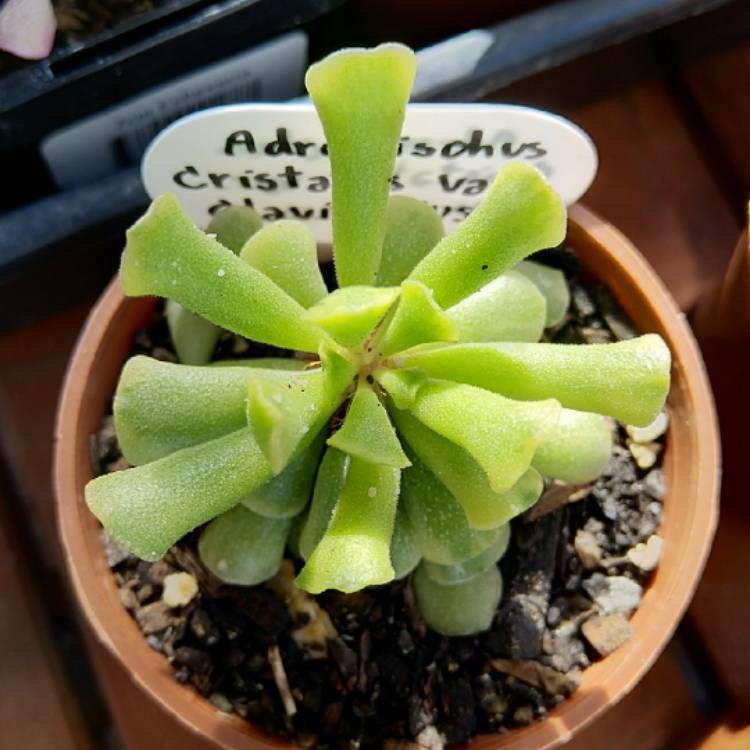 Plant image Adromischus cristatus var. clavifolius