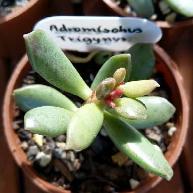 Adromischus schuldtianus