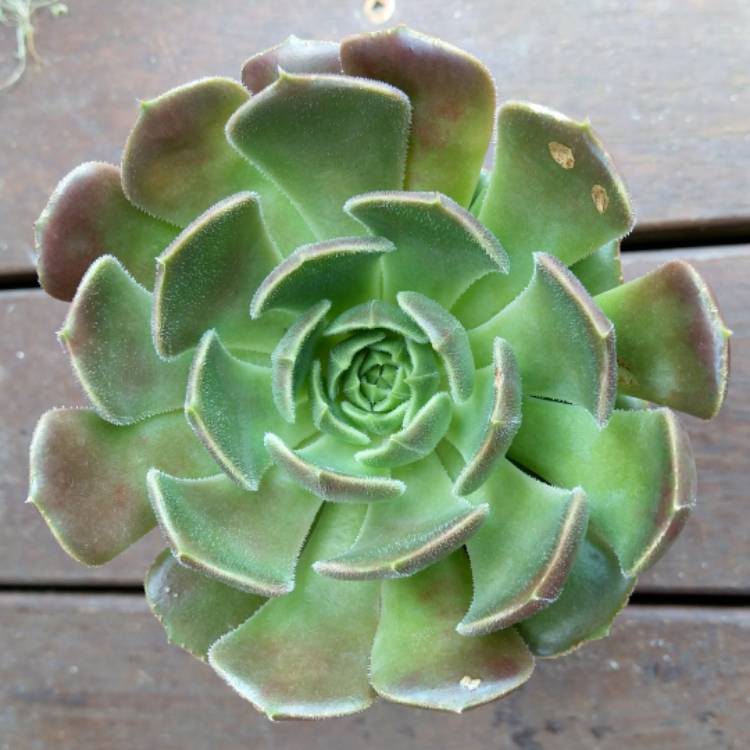 Plant image Echeveria Brown Rose