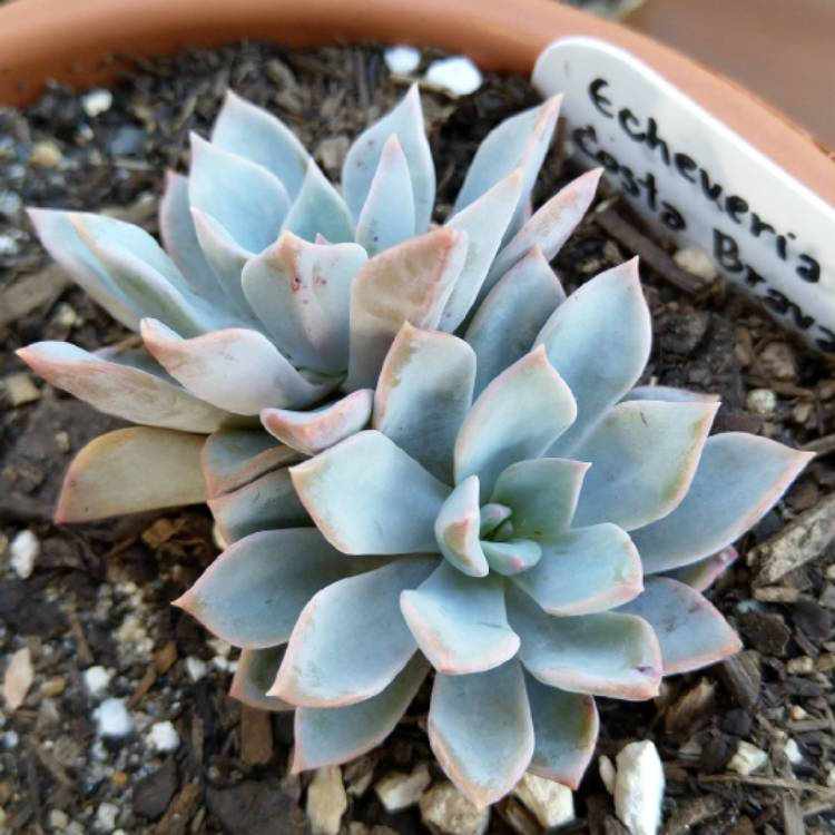 Plant image Echeveria Costa Brava