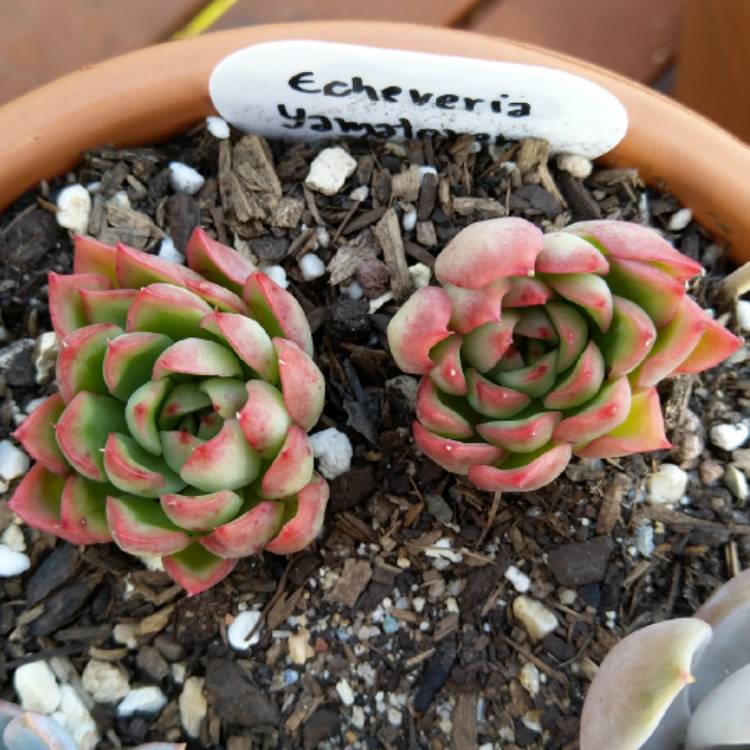 Plant image Echeveria Yamatoren